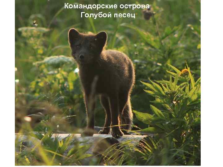 Командорские острова Голубой песец 