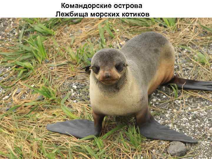 Командорские острова Лежбища морских котиков 