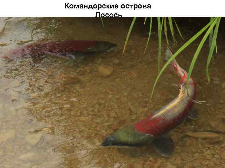 Командорские острова Лосось 