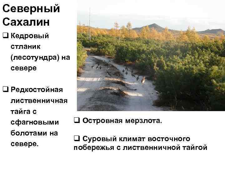 Северный Сахалин q Кедровый стланик (лесотундра) на севере q Редкостойная лиственничная тайга с q