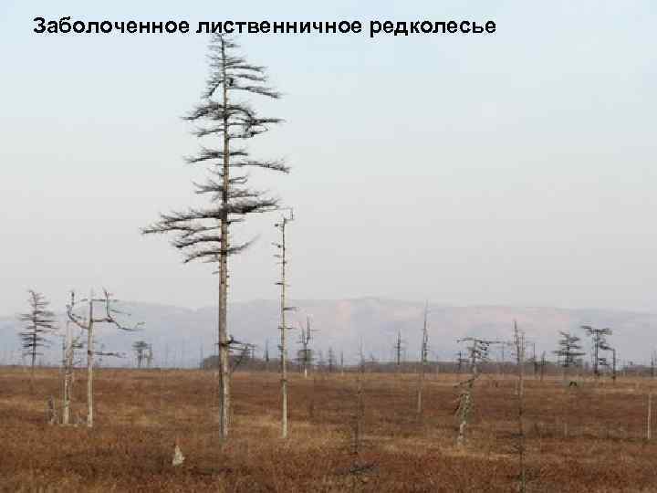 Заболоченное лиственничное редколесье 