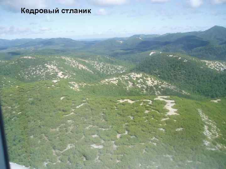 Кедровый стланик 