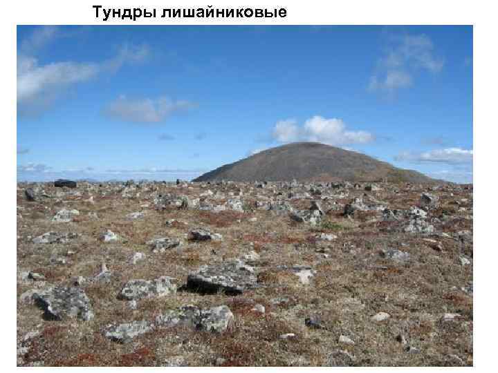Тундры лишайниковые 