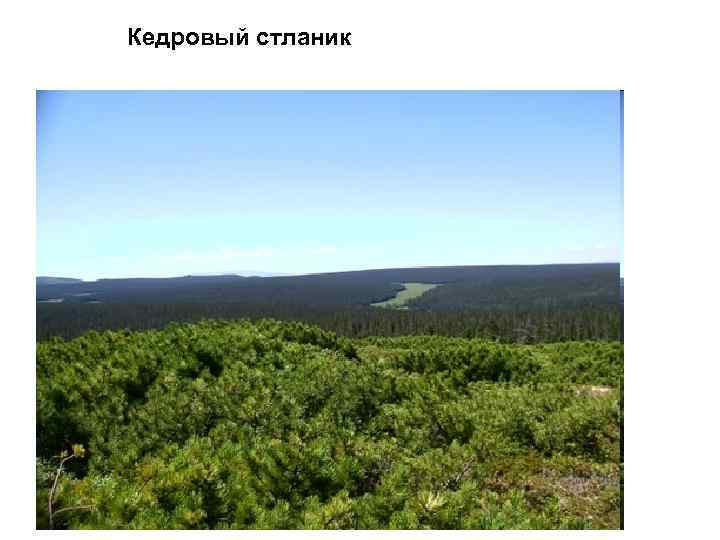 Кедровый стланик 