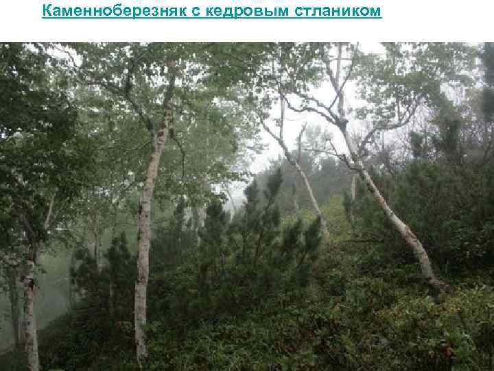 Каменноберезняк с кедровым стлаником 