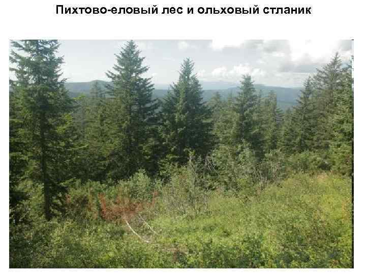 Пихтово-еловый лес и ольховый стланик 