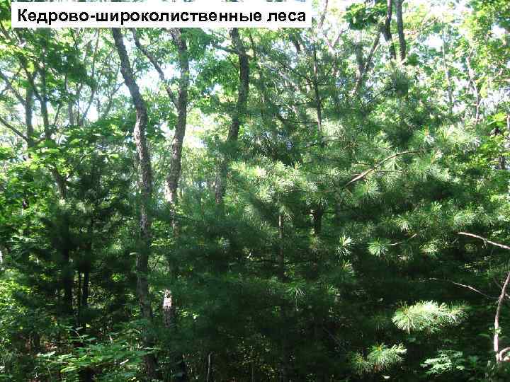 Кедрово-широколиственные леса 