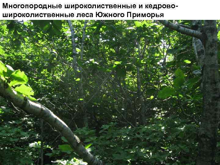 Многопородные широколиственные и кедровошироколиственные леса Южного Приморья 