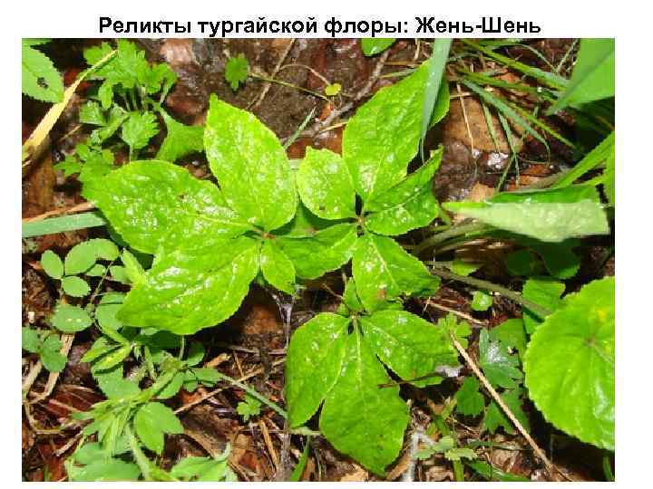 Реликты тургайской флоры: Жень-Шень 