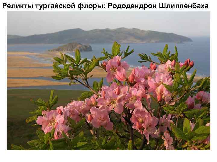 Реликты тургайской флоры: Рододендрон Шлиппенбаха 
