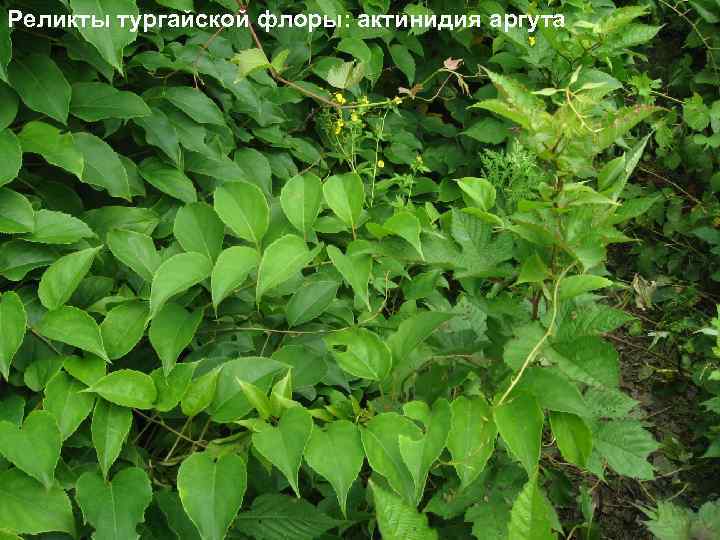 Реликты тургайской флоры: актинидия аргута 