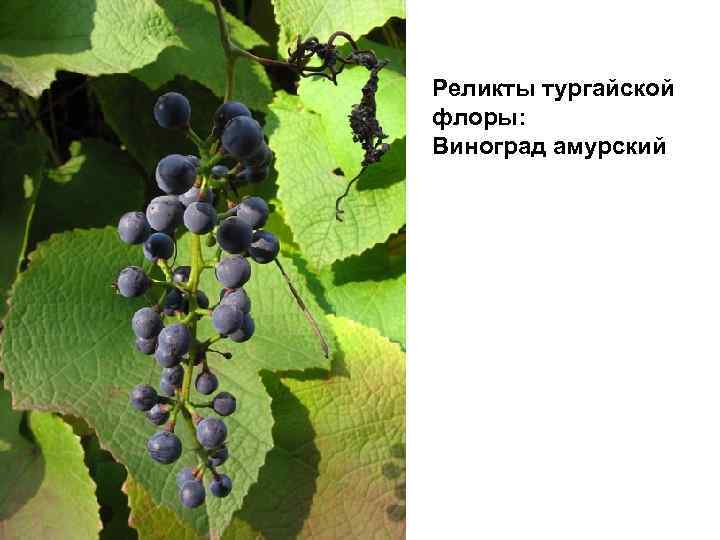 Реликты тургайской флоры: Виноград амурский 