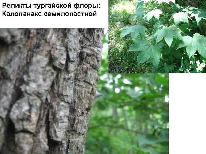 Реликты тургайской флоры: Калопанакс семилопастной 