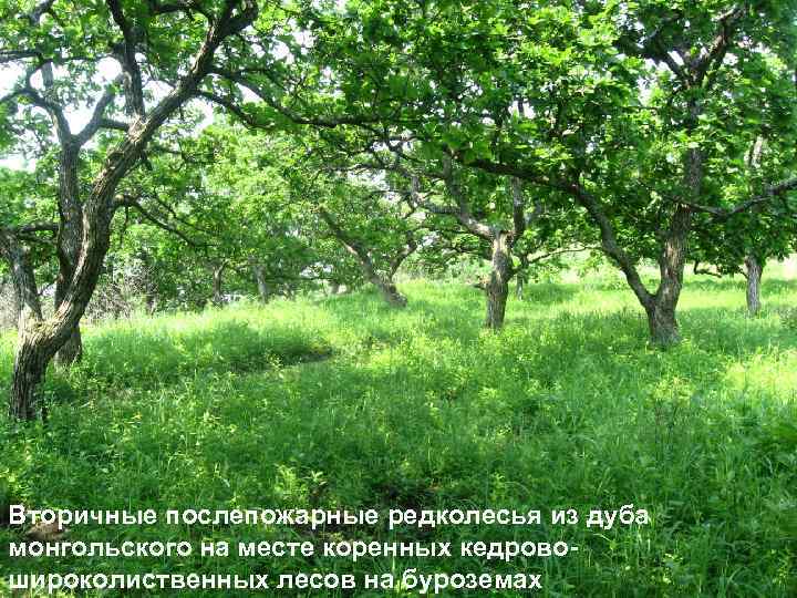 Вторичные послепожарные редколесья из дуба монгольского на месте коренных кедровошироколиственных лесов на буроземах 
