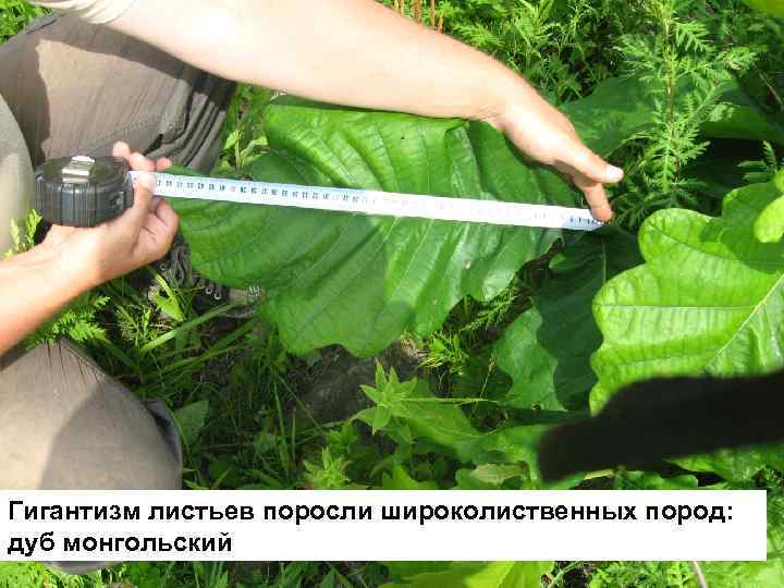 Гигантизм листьев поросли широколиственных пород: дуб монгольский 