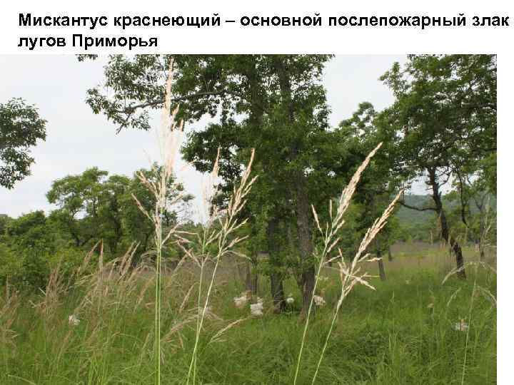 Мискантус краснеющий – основной послепожарный злак лугов Приморья 
