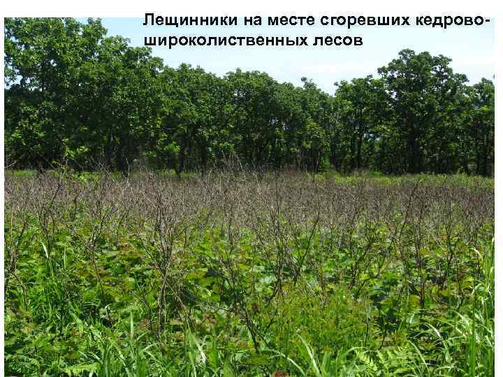 Лещинники на месте сгоревших кедровошироколиственных лесов 