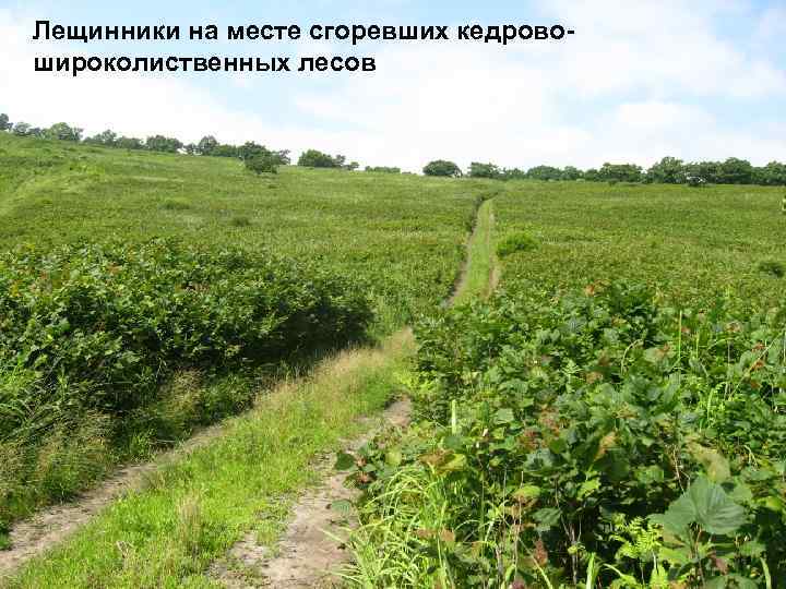 Лещинники на месте сгоревших кедровошироколиственных лесов 