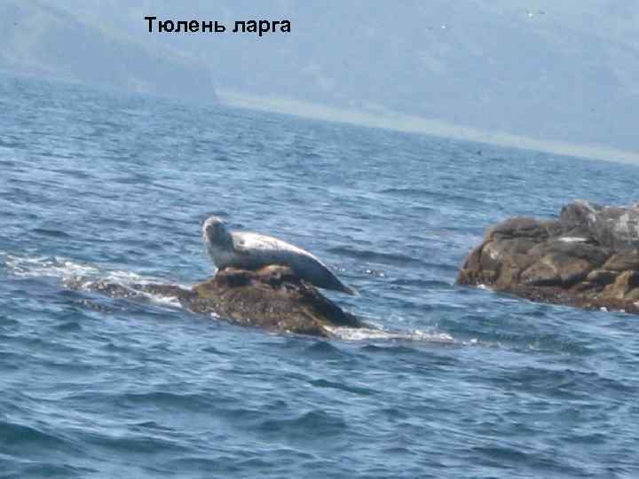 Тюлень ларга 
