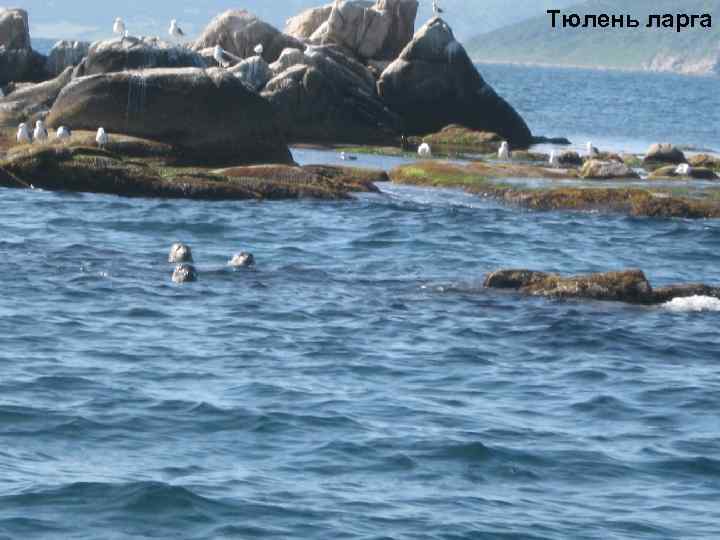 Тюлень ларга 