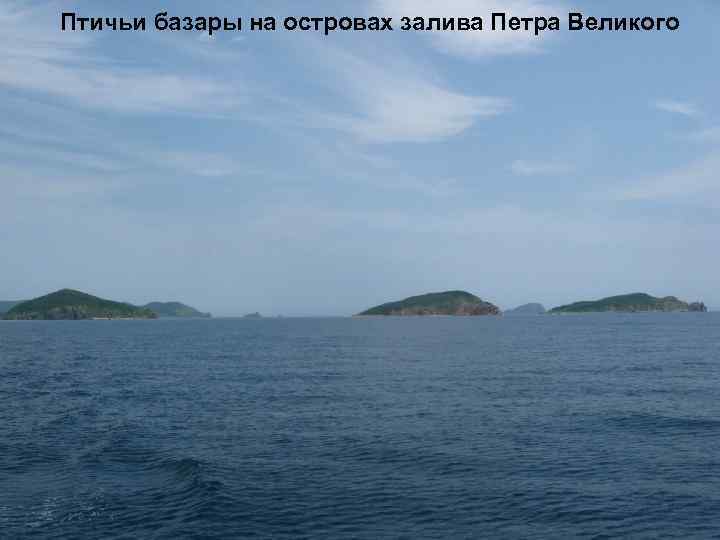 Птичьи базары на островах залива Петра Великого 