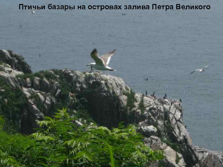 Птичьи базары на островах залива Петра Великого 