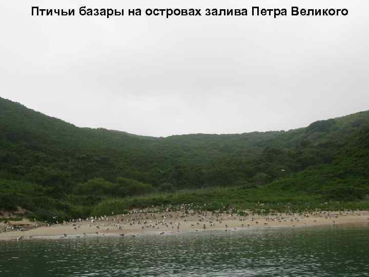 Птичьи базары на островах залива Петра Великого 