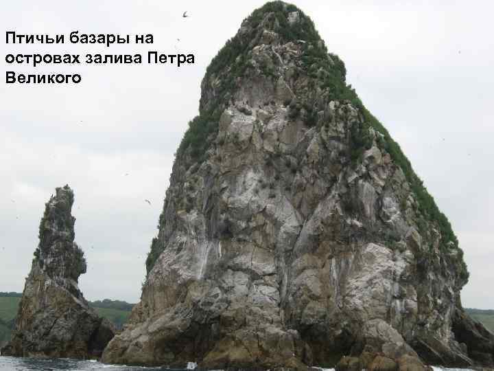 Птичьи базары на островах залива Петра Великого 