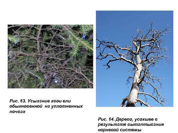 Рис. 63. Усыхание хвои ели обыкновенной на уплотненных почвах Рис. 64. Дерево, усохшее в