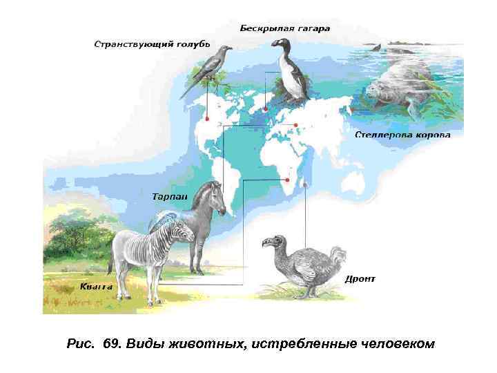 Рис. 69. Виды животных, истребленные человеком 