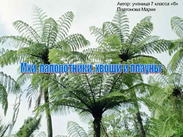 Автор: ученица 7 класса «б» Платонова Мария 