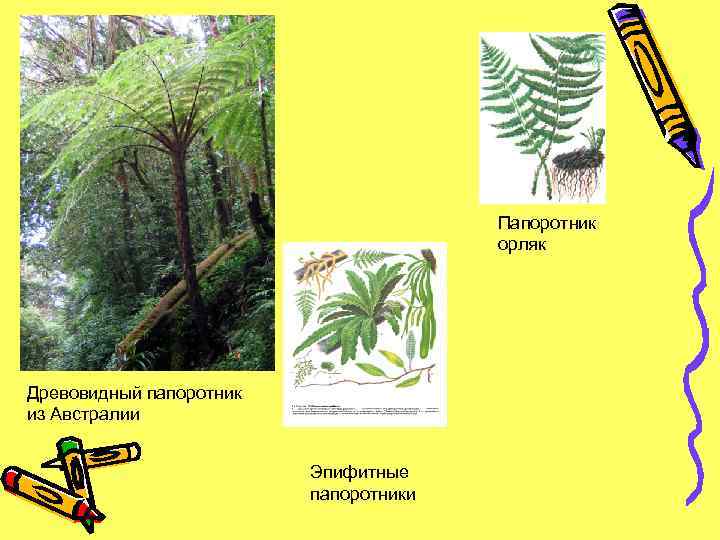 Папоротник орляк Древовидный папоротник из Австралии Эпифитные папоротники 