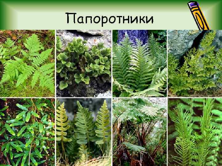 Папоротники 