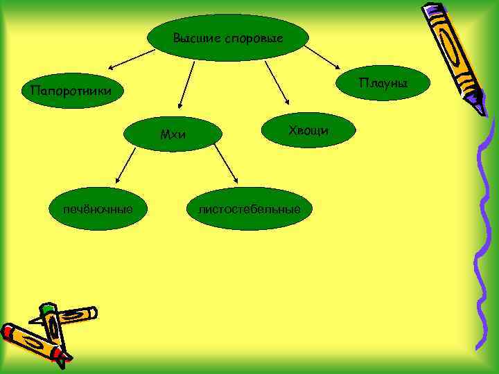 Высшие споровые Плауны Папоротники Мхи печёночные Хвощи листостебельные 