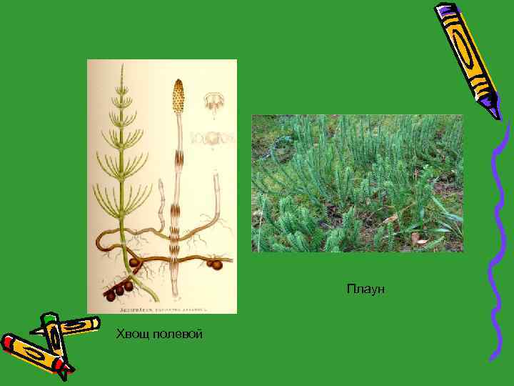 Плаун Хвощ полевой 