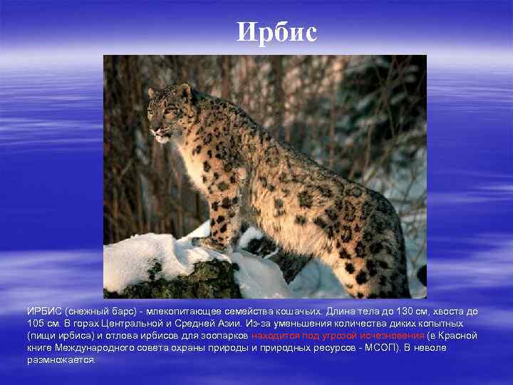 Ирбис ИРБИС (снежный барс) - млекопитающее семейства кошачьих. Длина тела до 130 см, хвоста