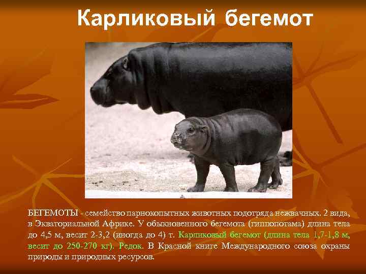 Карликовый бегемот БЕГЕМОТЫ - семейство парнокопытных животных подотряда нежвачных. 2 вида, в Экваториальной Африке.