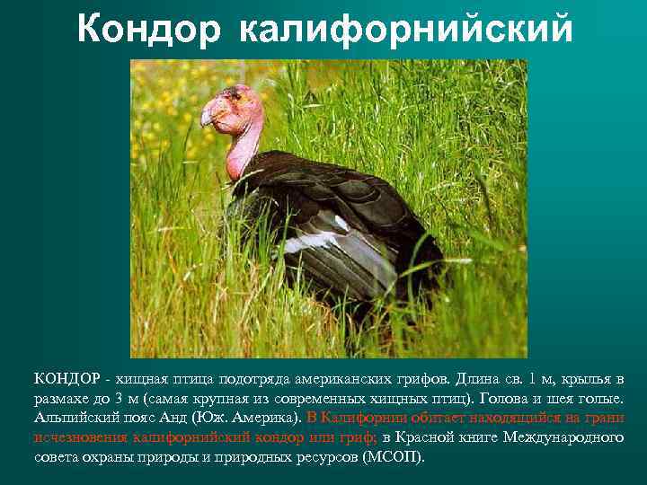Кондор калифорнийский КОНДОР - хищная птица подотряда американских грифов. Длина св. 1 м, крылья