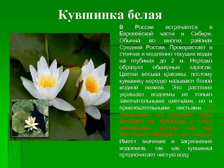 Кувшинка белая В России встречается в Европейской части и Сибири. Обычна во многих районах