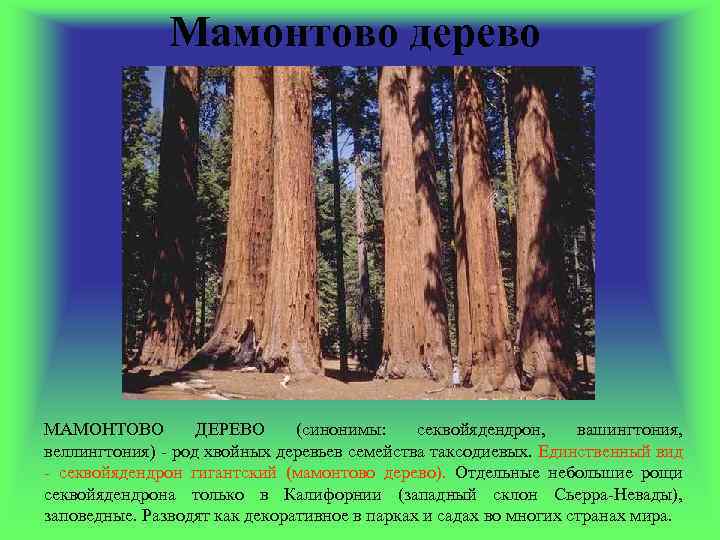 Мамонтово дерево МАМОНТОВО ДЕРЕВО (синонимы: секвойядендрон, вашингтония, веллингтония) - род хвойных деревьев семейства таксодиевых.