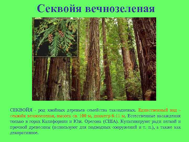 Секвойя вечнозеленая СЕКВОЙЯ - род хвойных деревьев семейства таксодиевых. Единственный вид секвойя вечнозеленая, высота