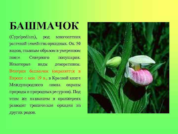 БАШМАЧОК (Cypripedium), род многолетних растений семейства орхидных. Ок. 50 видов, главным образом в умеренном