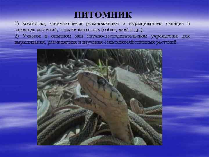 ПИТОМНИК 1) хозяйство, занимающееся размножением и выращиванием сеянцев и саженцев растений, а также животных