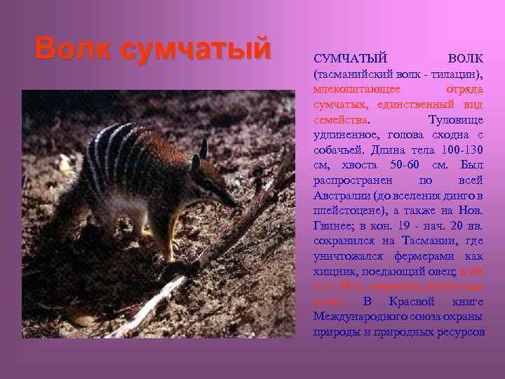 Волк сумчатый СУМЧАТЫЙ ВОЛК (тасманийский волк - тилацин), млекопитающее отряда сумчатых, единственный вид семейства.