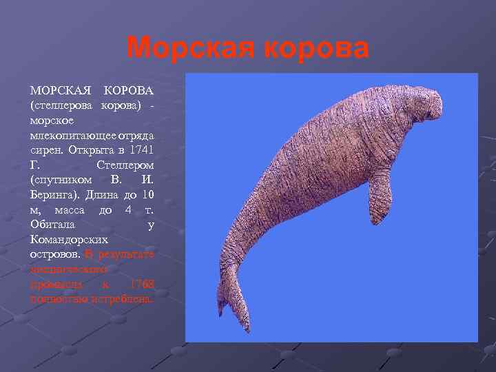 Морская корова МОРСКАЯ КОРОВА (стеллерова корова) морское млекопитающее отряда сирен. Открыта в 1741 Г.