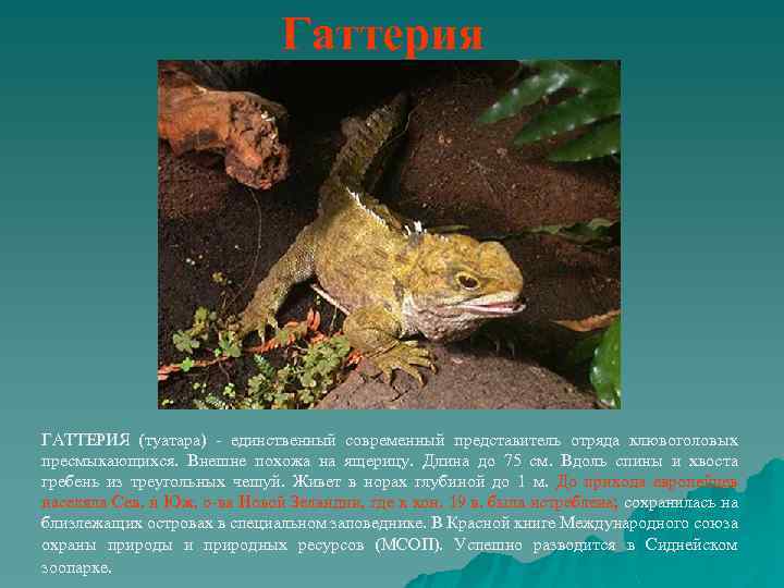 Гаттерия ГАТТЕРИЯ (туатара) - единственный современный представитель отряда клювоголовых пресмыкающихся. Внешне похожа на ящерицу.