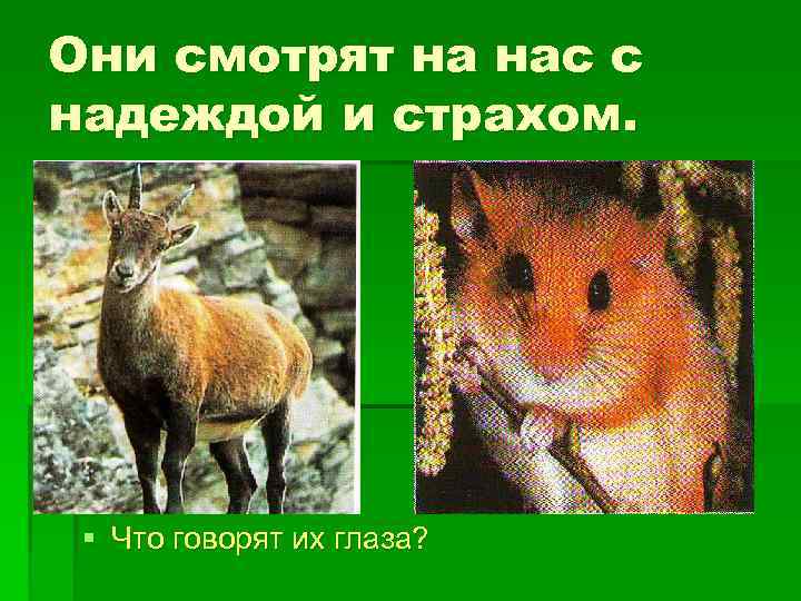 Они смотрят на нас с надеждой и страхом. § Что говорят их глаза? 