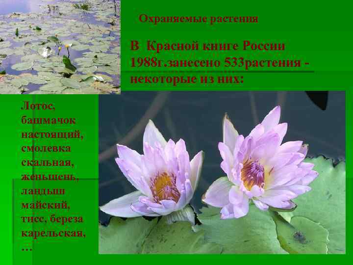 Охраняемые растения В Красной книге России 1988 г. занесено 533 растения - некоторые из