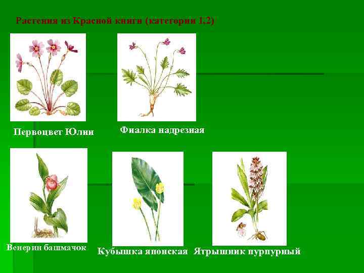 Растения из Красной книги (категории 1, 2) Первоцвет Юлии Венерин башмачок Фиалка надрезная Кубышка