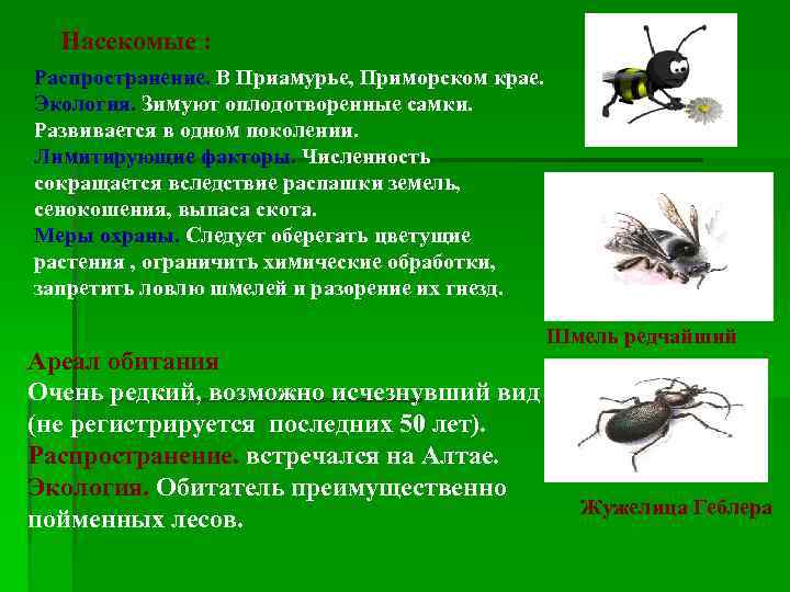 Насекомые : Распространение. В Приамурье, Приморском крае. Экология. Зимуют оплодотворенные самки. Развивается в одном